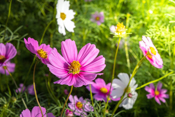  Beautiful Cosmos flowers in garden. Nature background.