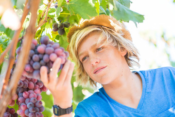 Young winemaker in straw hat examining grapes