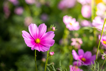 Fototapeta premium Beautiful Cosmos flowers in garden. Nature background.
