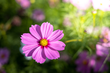 Obraz premium Beautiful Cosmos flowers in garden. Nature background.