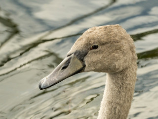 Head shot of juvenile mute swan 