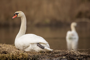 Mute swan (Cygnus olor) eurasian species of red billed swan in waterfowl family Anatidae, Anseriformes, documentary photo of mute swan in natural habitat at Drava river shore