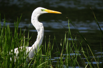 Great egret (Ardea alba) or common egret, large white heron, documentary photo of large waterbird with white plumage, yellow beak and black legs in natural habitat