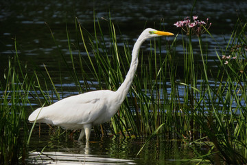Great egret (Ardea alba) or common egret, large white heron, documentary photo of large waterbird with white plumage, yellow beak and black legs in natural habitat