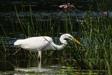 Great egret (Ardea alba) or common egret, large white heron, documentary photo of large waterbird with white plumage, yellow beak and black legs in natural habitat