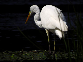 Great egret (Ardea alba) or common egret, large white heron, documentary photo of large waterbird with white plumage, yellow beak and black legs in natural habitat