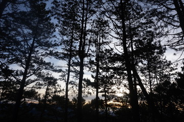 Obraz na płótnie Canvas Sunrise in the forest.