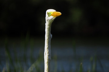 Great egret (Ardea alba) or common egret, large white heron, documentary photo of large waterbird...
