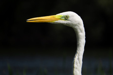 Great egret (Ardea alba) or common egret, large white heron, documentary photo of large waterbird with white plumage, yellow beak and black legs in natural habitat