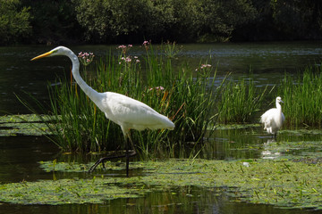 Great egret (Ardea alba) or common egret, large white heron, documentary photo of large waterbird with white plumage, yellow beak and black legs in natural habitat