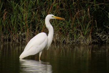 Great egret (Ardea alba) or common egret, large white heron, documentary photo of large waterbird with white plumage, yellow beak and black legs in natural habitat