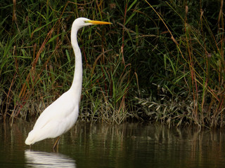 Great egret (Ardea alba) or common egret, large white heron, documentary photo of large waterbird with white plumage, yellow beak and black legs in natural habitat