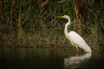 Great egret (Ardea alba) or common egret, large white heron, documentary photo of large waterbird...