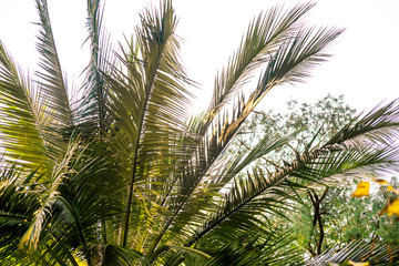 Tropical palm tree jubaea chilensis
