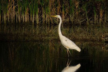 Great egret (Ardea alba) or common egret, large white heron, documentary photo of large waterbird with white plumage, yellow beak and black legs in natural habitat