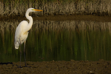 Great egret (Ardea alba) or common egret, large white heron, documentary photo of large waterbird with white plumage, yellow beak and black legs in natural habitat