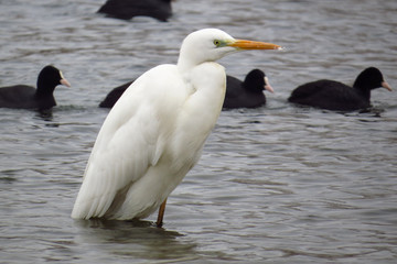Great egret (Ardea alba) or common egret, large white heron, documentary photo of large waterbird with white plumage, yellow beak and black legs in natural habitat