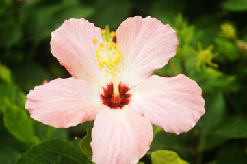 Obraz premium hibiscus
