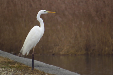 Great egret (Ardea alba) or common egret, large white heron, documentary photo of large waterbird with white plumage, yellow beak and black legs in natural habitat