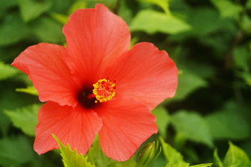 hibiscus