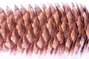 macro shot of pine cone on white background