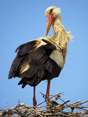 White stork (Ciconia ciconia) male bird in the nest, early spring storks prepairing for breeding season