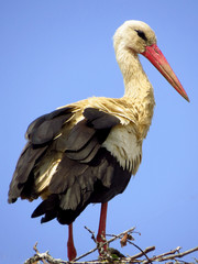 White stork (Ciconia ciconia) male bird in the nest, early spring storks prepairing for breeding season