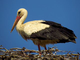 White stork (Ciconia ciconia) male bird in the nest, early spring storks prepairing for breeding season