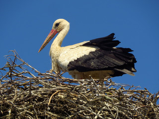 Fototapeta premium White stork (Ciconia ciconia) male bird in the nest, early spring storks prepairing for breeding season