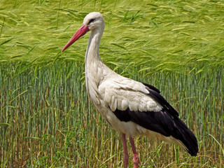 White stork (Ciconia ciconia) in the fields ccatching and searching for food on the ground