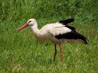 White stork (Ciconia ciconia) in the fields ccatching and searching for food on the ground