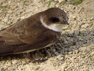 Sand martin (Riparia riparia) in natural habitat on the nest, nesting site. European sand martin, bank swallow or collared sand martin, a migratory passerine bird in the swallow family Hirundidae