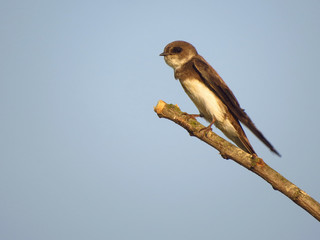 Sand martin (Riparia riparia) in natural habitat on the nest, nesting site. European sand martin, bank swallow or collared sand martin, a migratory passerine bird in the swallow family Hirundidae
