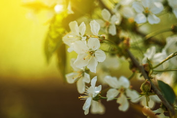 Abstract spring seasonal background of blooming white cherry. The season of the arrival of spring and warmth. Template for design. Copy space.