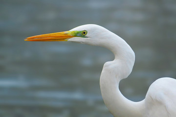 Great egret (Ardea alba) or common egret, large white heron, documentary photo of large waterbird with white plumage, yellow beak and black legs in natural habitat