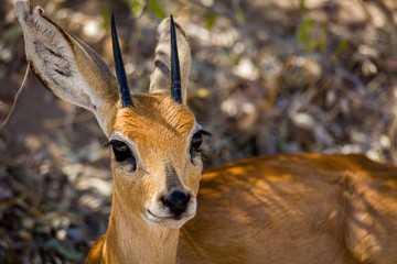 Steinbock