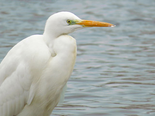 Great egret (Ardea alba) or common egret, large white heron, documentary photo of large waterbird with white plumage, yellow beak and black legs in natural habitat