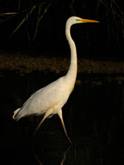 Great egret (Ardea alba) or common egret, large white heron, documentary photo of large waterbird with white plumage, yellow beak and black legs in natural habitat