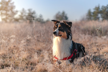 Australian shepherd