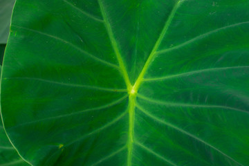 Giant taro Green weed in tropical wetlands There are large green leaves resembling the elephant's ear. Can be used as pet food.