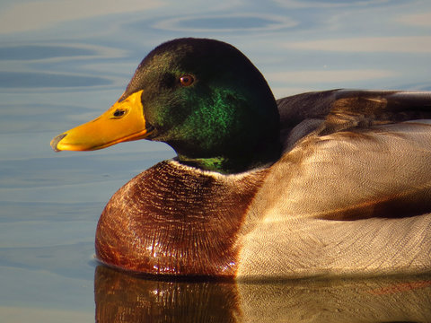 Mallard (Anas platyrhynchos) or wild duck, green head male wild duck mallard, a common dabbling duck, Anseriformes, Anatidae