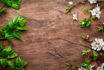 Spring blooming branches on wooden background. White Cherry blossoms top view, copy space
