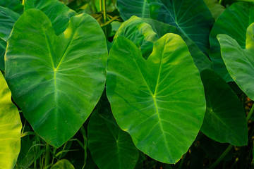 Giant taro Green weed in tropical wetlands There are large green leaves resembling the elephant's ear. Can be used as pet food.