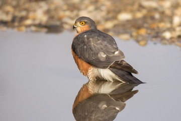 Eurasian sparrowhawk (Accipiter nisus) adult male standing in water with water reflection