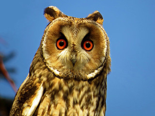 Long-eared owl (Asio otus), northern long eared owl or lesser horned owl, cat owl, medium-sized typical owl, family Strigidae. Slim and long winged owl with erectile ear tufts