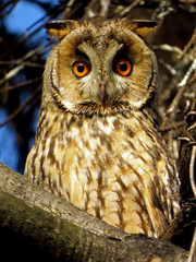Long-eared owl (Asio otus), northern long eared owl or lesser horned owl, cat owl, medium-sized typical owl, family Strigidae. Slim and long winged owl with erectile ear tufts