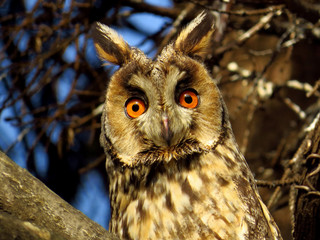 Long-eared owl (Asio otus), northern long eared owl or lesser horned owl, cat owl, medium-sized typical owl, family Strigidae. Slim and long winged owl with erectile ear tufts