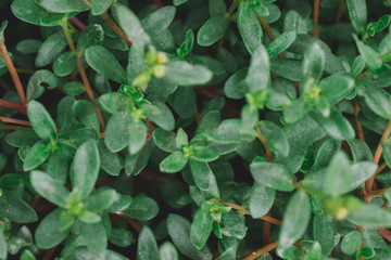 Green leaves pattern background, Natural background and wallpaper.