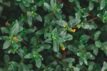 Green leaves pattern background, Natural background and wallpaper.