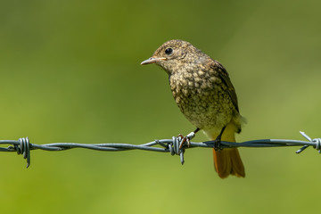 Redstart Perched
